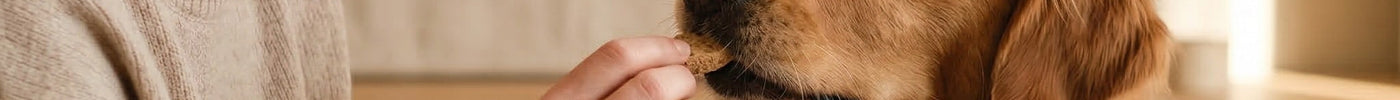 Welke snacks zijn gezond voor je hond? (en welke niet?)
