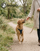 Welke snacks zijn handig voor onderweg met je hond?