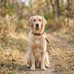 Collection image for: Wandelen & Accesoires